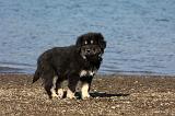 DOGUE DU TIBET 083
